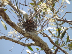 Dendrobium canaliculatum