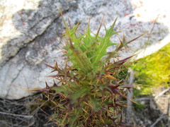 Berkheya cruciata
