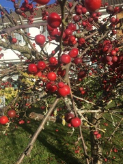 Malus × robusta