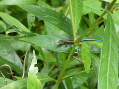 Emoia caeruleocauda