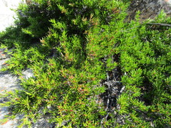 Cliffortia tuberculata