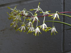 Dendrobium canaliculatum