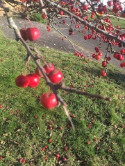 Malus × robusta