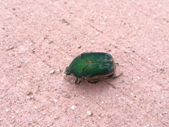 Cotinis nitida