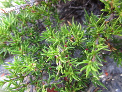 Cliffortia tuberculata