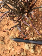 Pelargonium karooicum