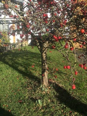 Malus × robusta