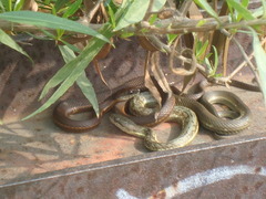 Thamnophis melanogaster