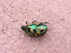 Cotinis nitida