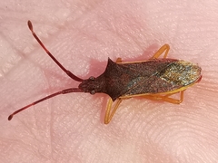 Gonocerus insidiator