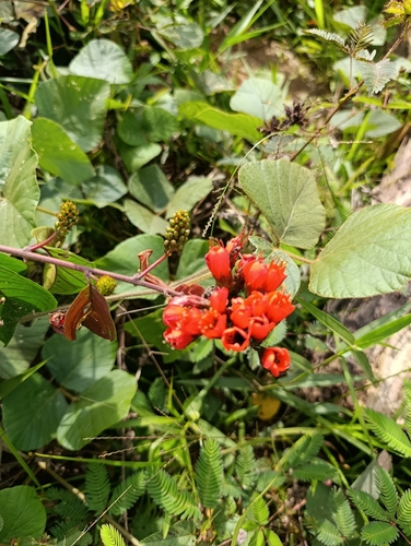 Combretum grandiflorum