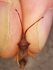 Gonocerus insidiator