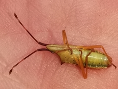 Gonocerus insidiator