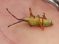 Gonocerus insidiator