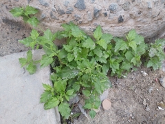 Chenopodiastrum murale