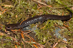Plethodon elongatus