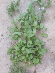 Rumex spinosus