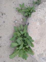 Rumex spinosus