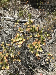 Erica cumuliflora