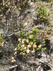 Erica cumuliflora