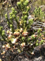 Erica cumuliflora