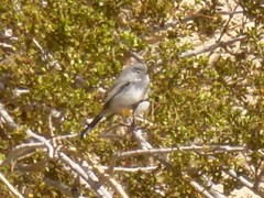 Polioptila melanura