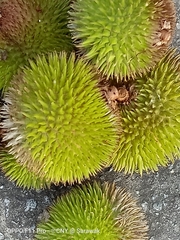 Durio oxleyanus