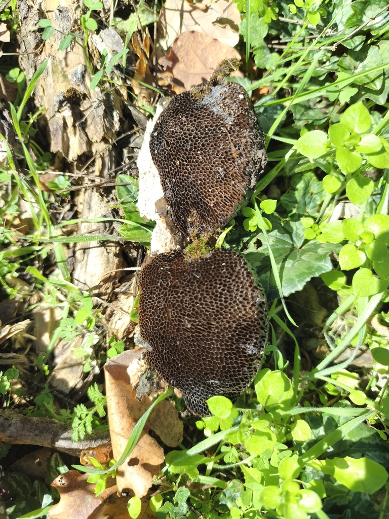 Hexagonia nitida