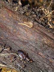 Diplopoda