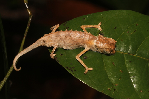 Plated Leaf Chameleon, Brookesia stumpffi