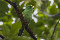 Malherbe's Parakeet photo 4