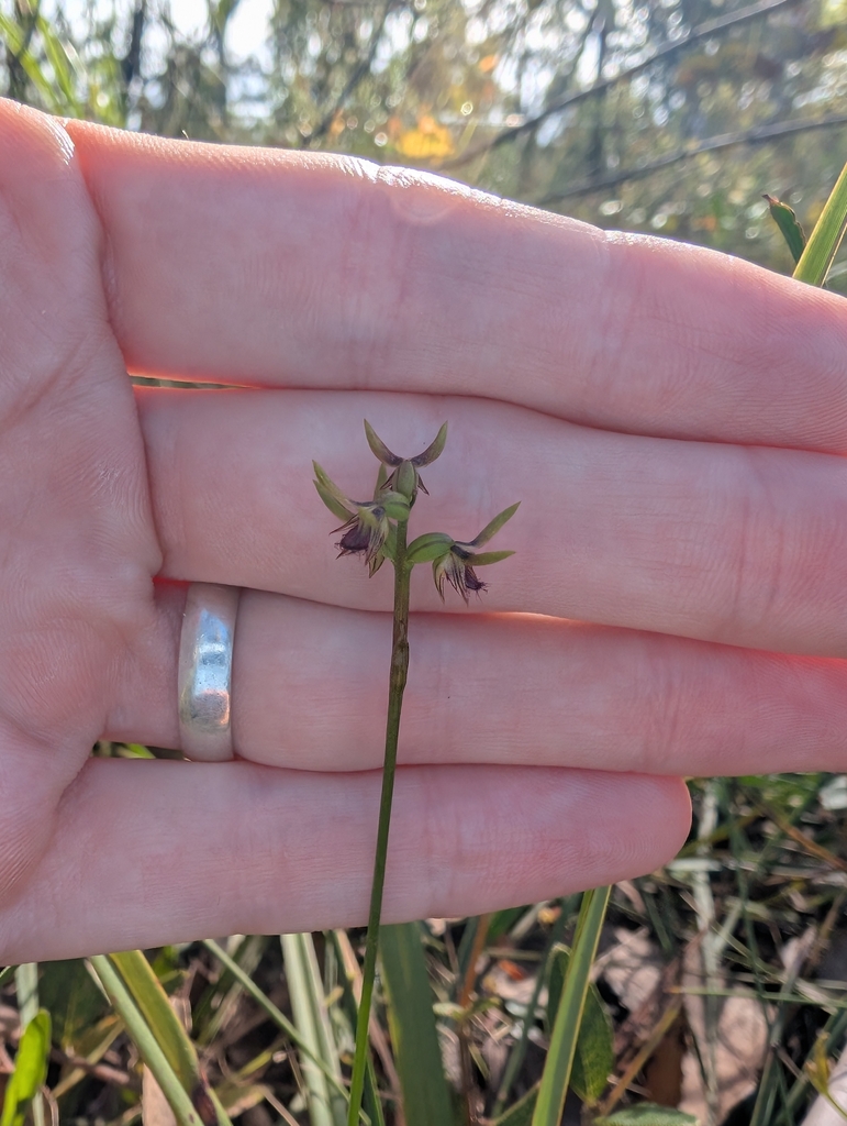 Genoplesium oliganthum