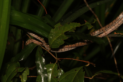 Nosy Bé Tree Snake