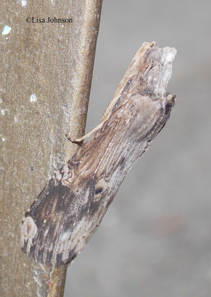 Nystalea ebalea