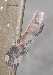 Nystalea ebalea