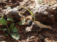 Trogidae