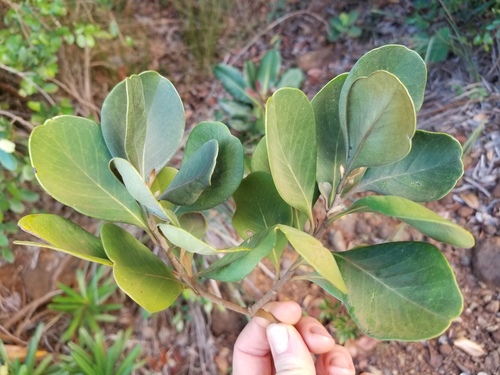 Planchonella povilana