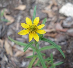 Helianthus porteri