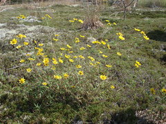 Helianthus porteri