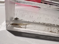 Homaloptera Minnow photo 4