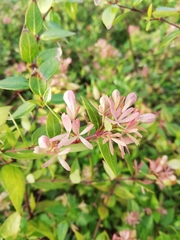 Abelia × grandiflora