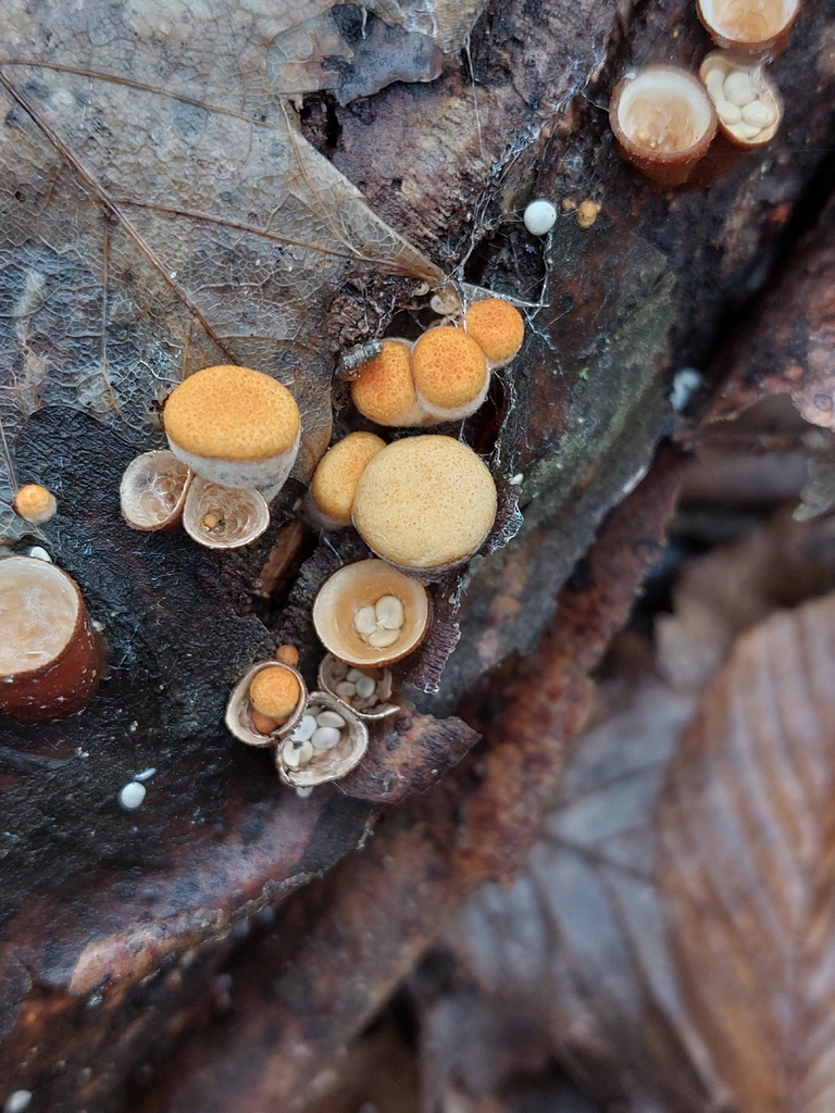 Crucibulum laeve · December 2025 · photo: © mykola_borysenko (iNaturalist, cc-by)