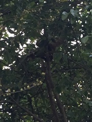 Nasua narica nelsoni