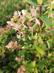 Abelia × grandiflora