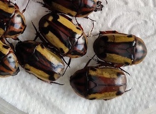 Chondrorrhina picturata