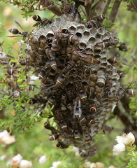 Ropalidia capensis