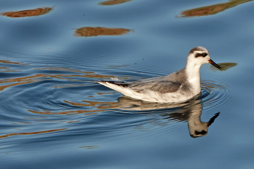 Falaropo picogrueso (Phalaropus fulicarius)