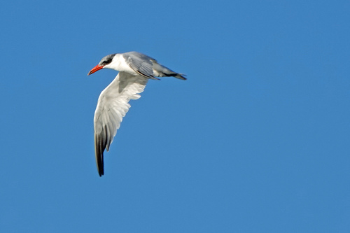 Pagaza piquirroja (Hydroprogne caspia)