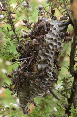 Ropalidia capensis