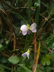 Viola nagasawae
